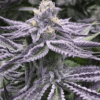Purple Punch Feminized Cannabis Seeds | Purple Punch Strain | The Seed Fair