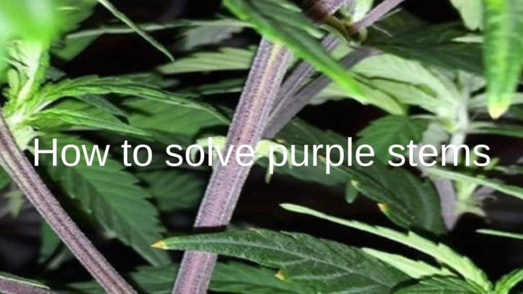 Best Ways to Deal With Purple Stems Weed | Our Guide | The Seed Fair