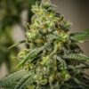 Rosetta Stone Feminized Cannabis Seeds | Rosetta Stone Strain | The Seed Fair