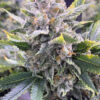 San Fernando Valley Feminized Cannabis Seeds | San Fernando Strain | The Seed Fair