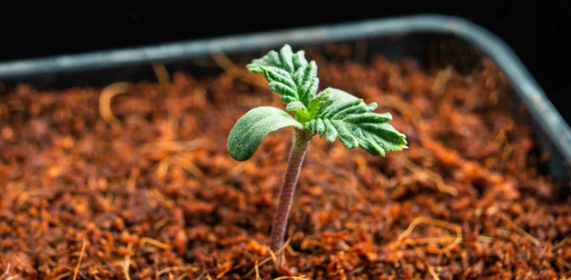 Our Guide On Seedling Temperature And Humidity | Growing Tips | The Seed Fair