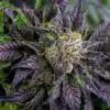 Shishkaberry Kush Feminized Cannabis Seeds | Shishkaberry Kush Strain | The Seed Fair