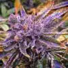 Shishkaberry Feminized Cannabis Seeds | Shishkaberry Feminized Strain | The Seed Fair