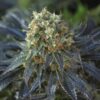 Siberian Snow Feminized Cannabis Seeds | Siberian Snow Strain | The Seed Fair