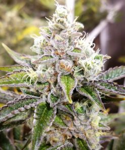 Sour Kush Feminized Cannabis Seeds | Sour Kush Strain | The Seed Fair