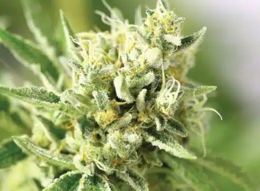 Sour Lemon Feminized Cannabis Seeds | Sour Lemon Strain | The Seed Fair
