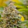 Stardawg Feminized Cannabis Seeds | Stardawg Feminized Strain | The Seed Fair