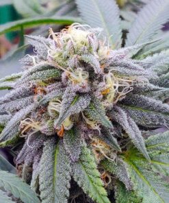 Star killer Feminized Cannabis Seeds | The Seed Fair