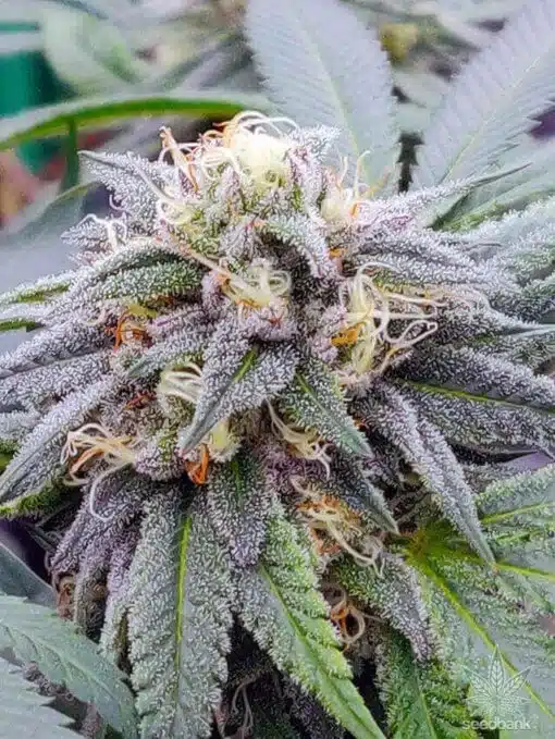 Star killer Feminized Cannabis Seeds | The Seed Fair
