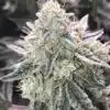 Super Skunk Feminized Cannabis Seeds | Super Skunk Strain | The Seed Fair
