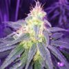 Sweet Island Feminized Cannabis Seeds | Sweet Island Strain | The Seed Fair