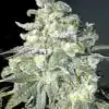 Taskenti Feminized Cannabis Seeds | Taskenti Strain | The Seed Fair