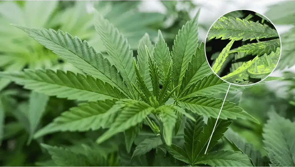 What Is Tobacco Mosaic Virus Weed | Troubleshooting Guide | The Seed Fair