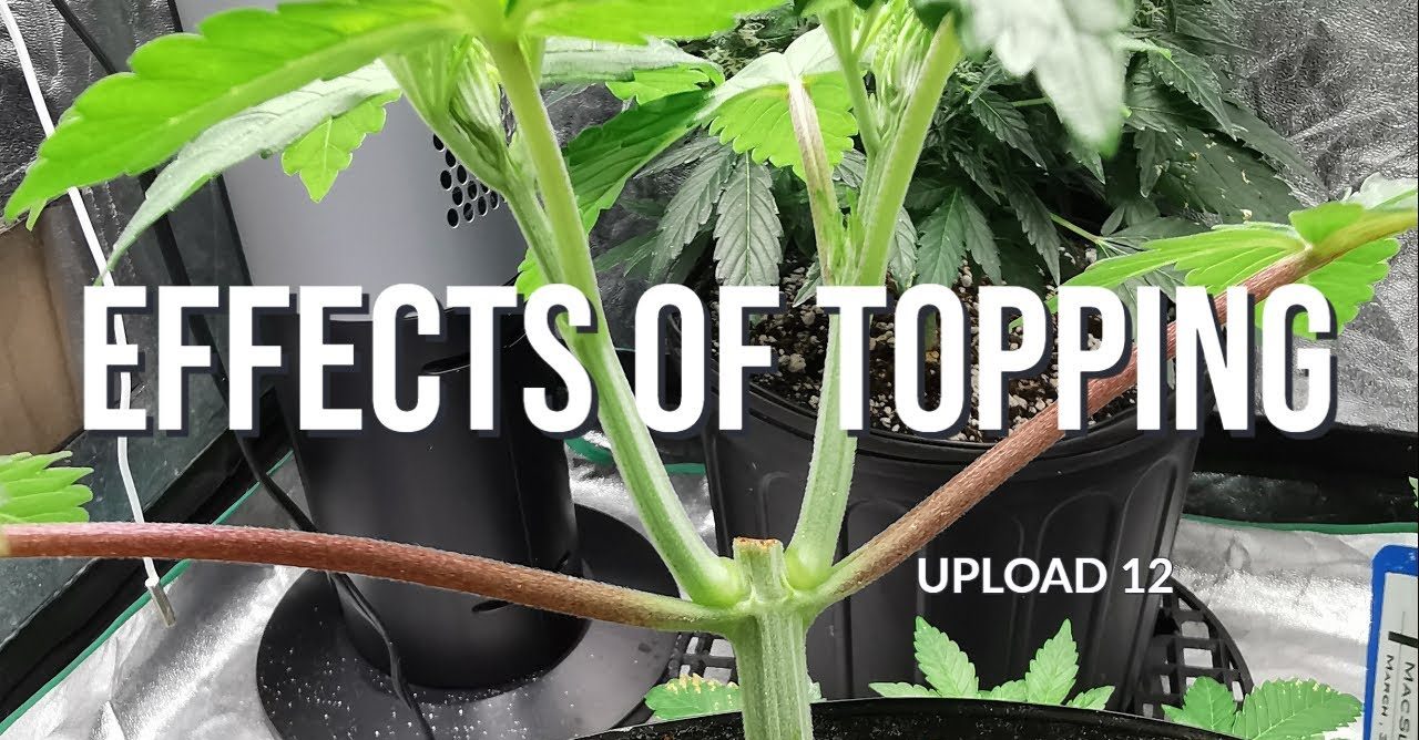How Topping Marijuana Plants Can Increase Your Yield | Growing Guide | The Seed Fair
