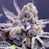 Tropicana Cookies Purple Cannabis Seeds | Tropicana Cookies Strain | The Seed Fair