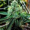 True OG Feminized Cannabis Seeds | True OG Strain | The Seed Fair