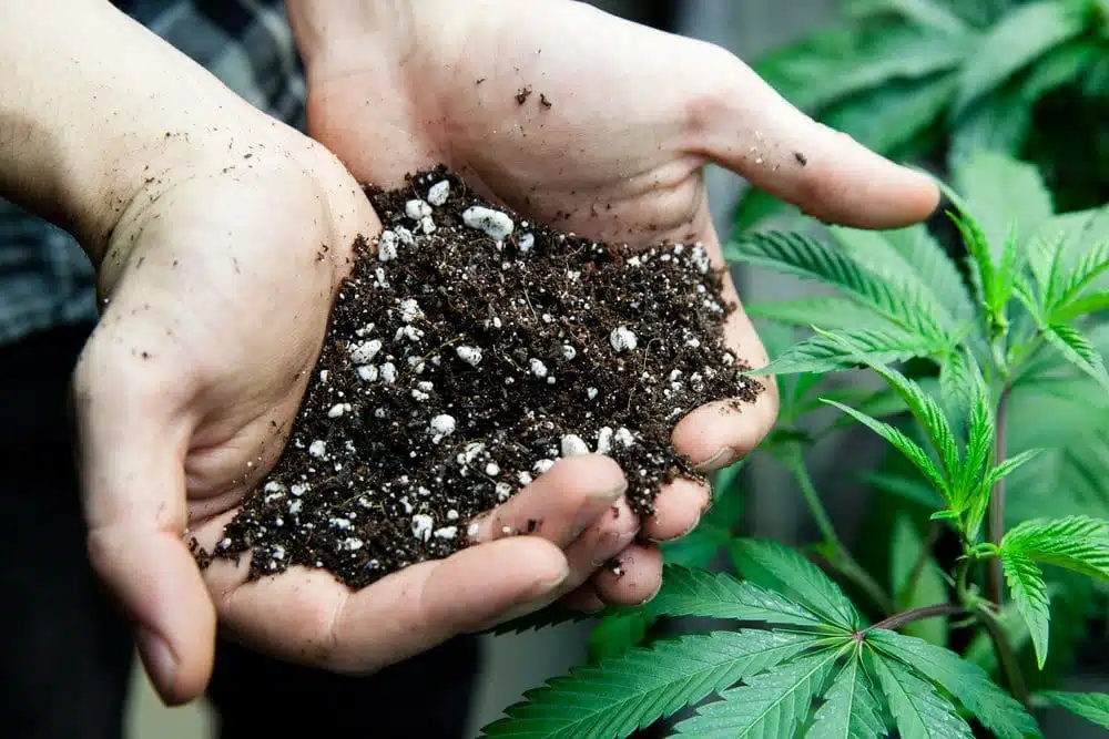 Our Guide On Weed Fertilizers | What Types And How To Use | The Seed Fair