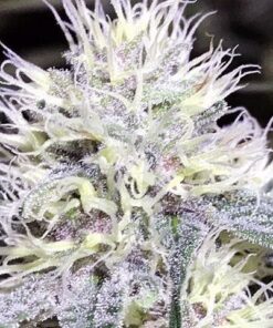 White Amnesia Feminized Cannabis Seeds | White Amnesia Strain | The Seed Fair