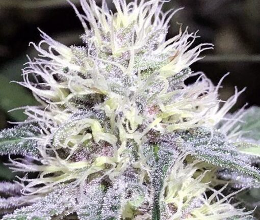 White Amnesia Feminized Cannabis Seeds | White Amnesia Strain | The Seed Fair
