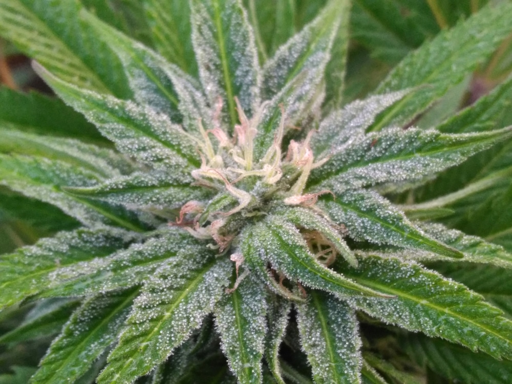 A frosted cannabis plant growing outdoors