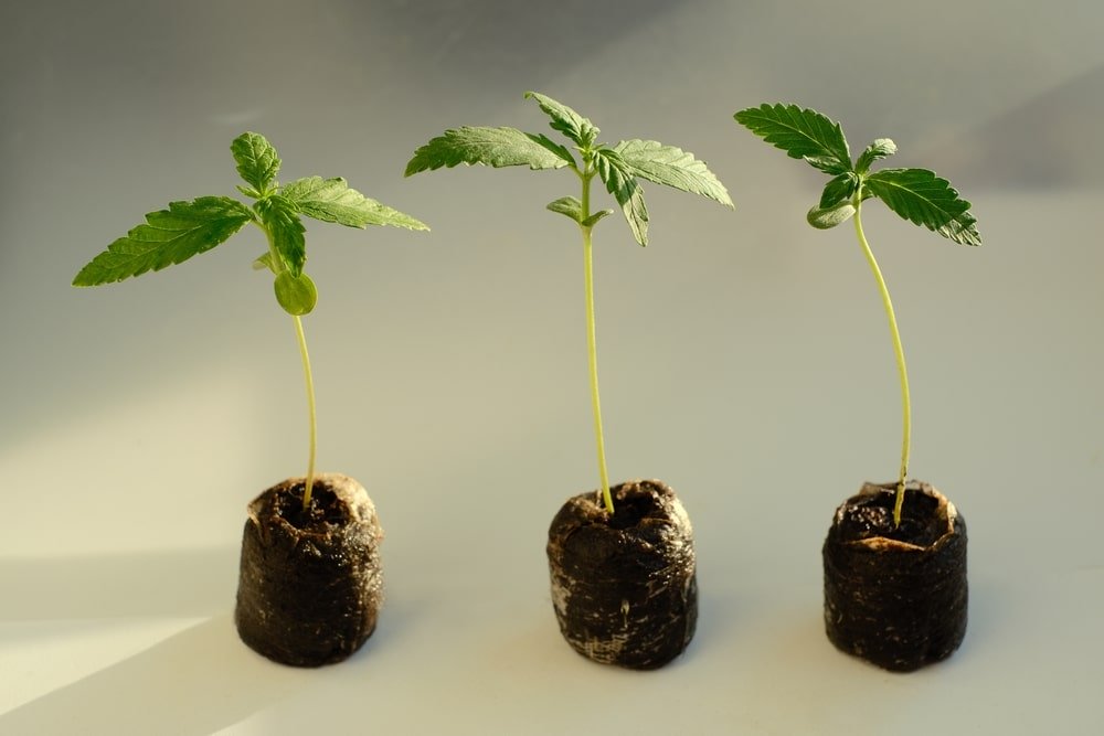 Three cannabis seedlings in grow medium