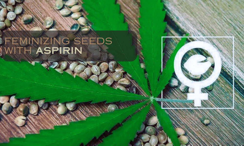 using aspirin for feminized seeds