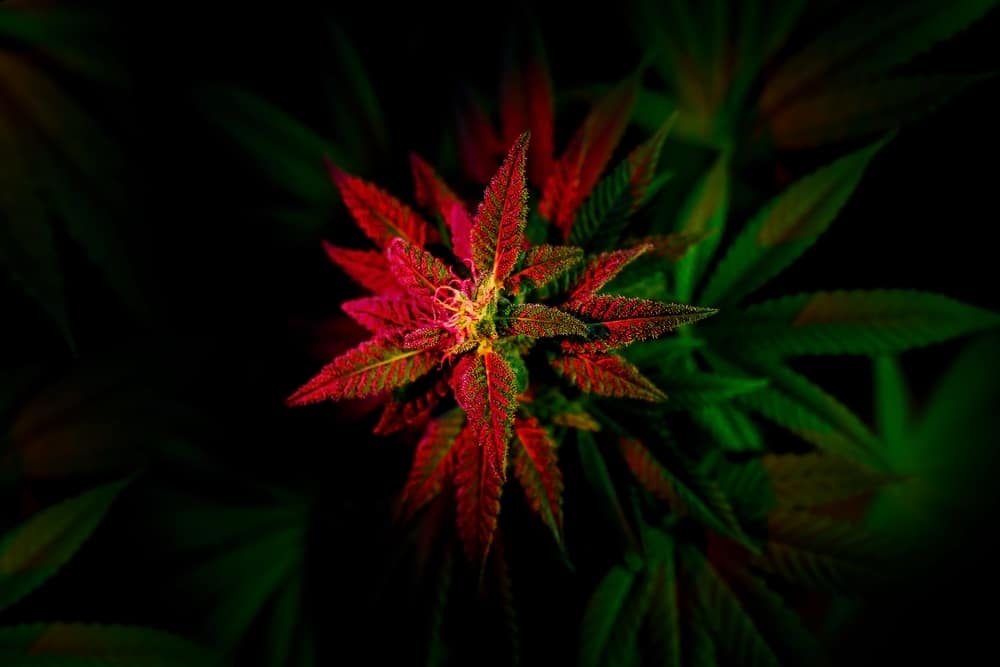 'Greened out' cannabis plant under soft, red lighting in Florence, Italy. This lush plant is bursting with vitality and dotted with mature seeds, indicating it's ready for harvest. The red light gives the scene a vibrant and intense glow.