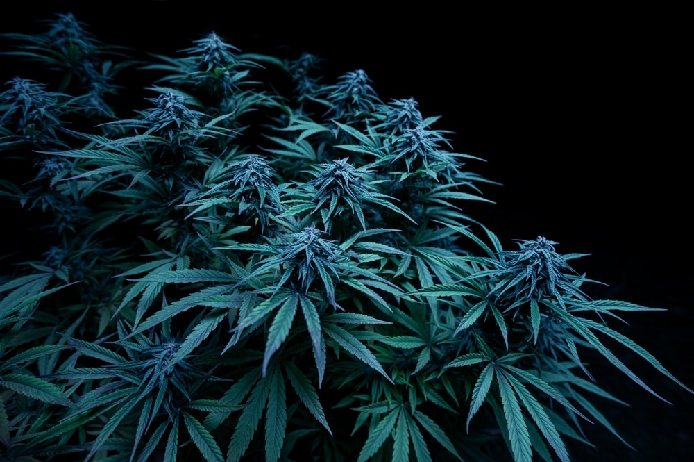 Healthy cannabis colas on a black background