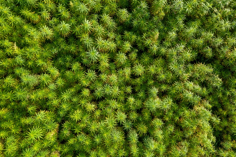 Bird's eye view of cannabis crops growing outdoors