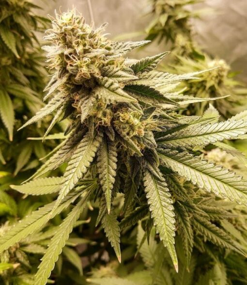 Strawberry Banana Cheese Feminized Cannabis Seeds | The Seed Fair