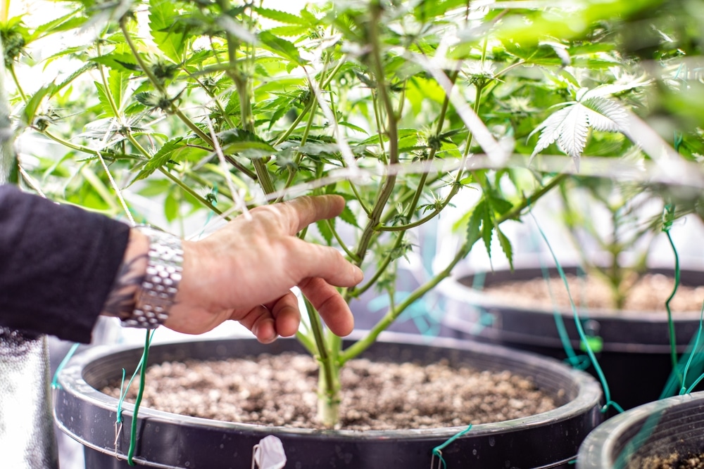 super-cropped cannabis plant in Nice, showing the intricacies of Screen of Green (ScrOG) method. The plant's branches are weaved through a horizontal net, encouraging lateral growth. Small cannabis seeds can be seen in the foreground, ready for the next growing cycle