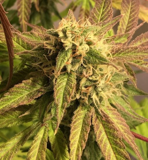 Badazz Cheese Feminized Cannabis Seeds | Badazz Cheese Strain | The Seed Fair