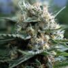 Big Bud Fast Version Cannabis Seeds | Big Bud Strain | The Seed Fair