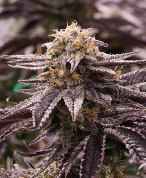 Black Domina Feminized Cannabis Seeds | Black Domina Strain | The Seed Fair