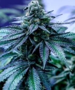 Blue Cookies Feminized Cannabis Seeds | Blue Cookies Strain | The Seed Fair