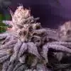 Blueberry Feminized Cannabis Seeds | best feminized seeds