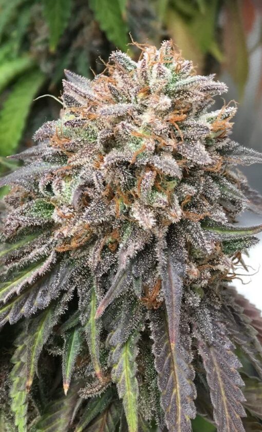 Bubba's Gift Feminized Cannabis Seeds | Bubbas Gift Strain | The Seed Fair