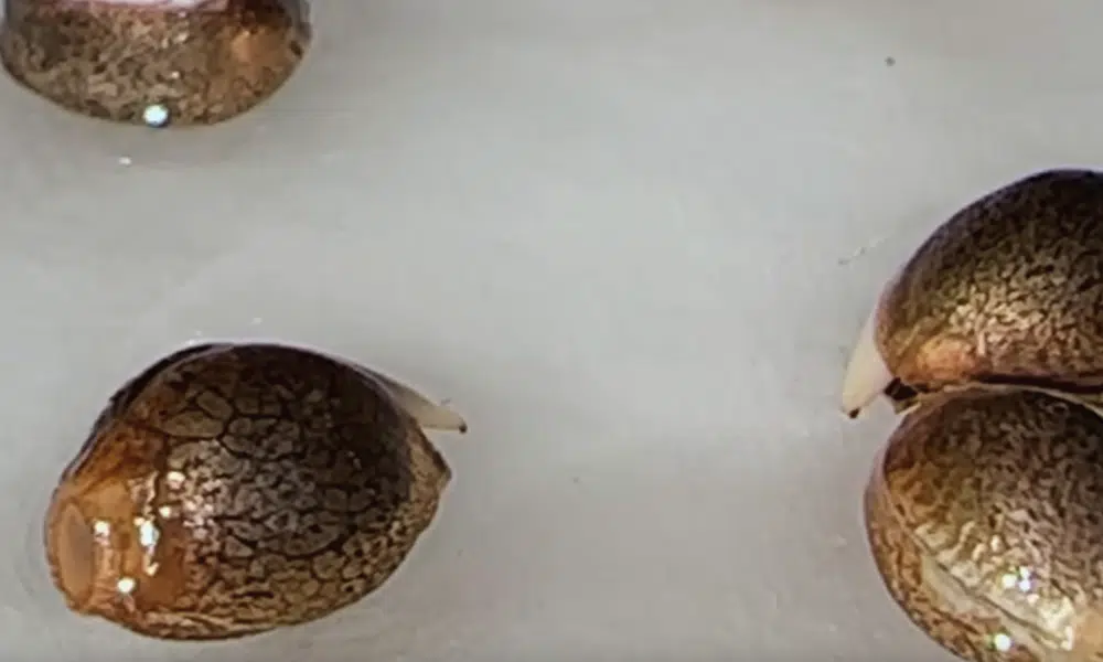 what cannabis seeds look like