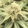 Chronic Widow Feminized Cannabis Seeds | Chronic Widow Strain | The Seed Fair