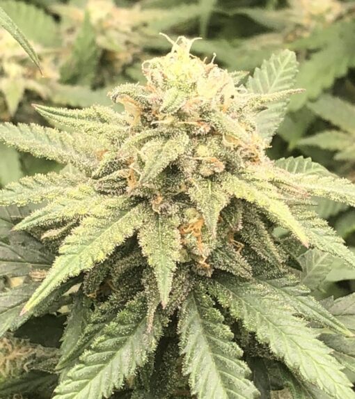 Chronic Widow Feminized Cannabis Seeds | Chronic Widow Strain | The Seed Fair