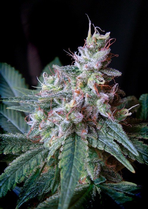 Cream Caramel Feminized Cannabis Seeds | Cream Caramel Seeds | The Seed Fair