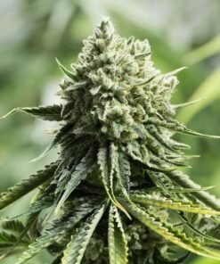 Critical 2.0 Feminized Cannabis Seeds | Critical 2.0 Strain | The Seed Fair