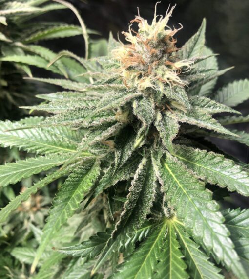 Critical Bilbo Feminized Cannabis Seeds | Critical Bilbo Strain | The Seed Fair