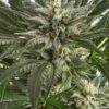 Critical Blue Feminized Cannabis Seeds | Critical Blue Strain | The Seed Fair