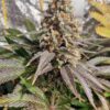 Critical Jack Feminized Cannabis Seeds | Critical Jack Strain | The Seed Fair
