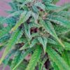 Exodus Cheese Blue Head Band Feminized Cannabis Seeds | The Seed Fair