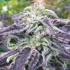 Five Alive Feminized Cannabis Seeds | Five Alive Strain | The Seed Fair