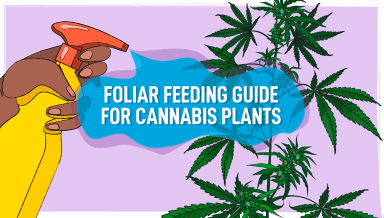 How Much Bud Does One Cannabis Plant Yield?