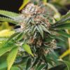 Gold Leaf Feminized Cannabis Seeds | Gold Leaf Strain | The Seed Fair