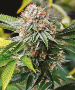 Gold Leaf Feminized Cannabis Seeds | Gold Leaf Strain | The Seed Fair